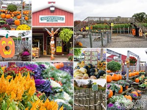 Farm Market Chester NJ